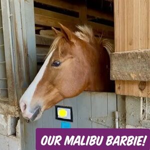 OUR MALIBU BARBIE 🐴